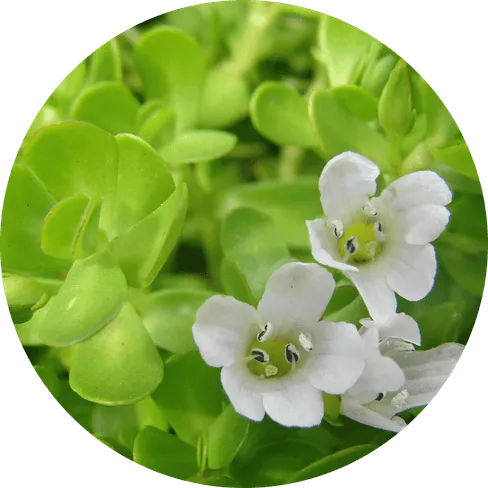 Bacopa Monnieri Extract